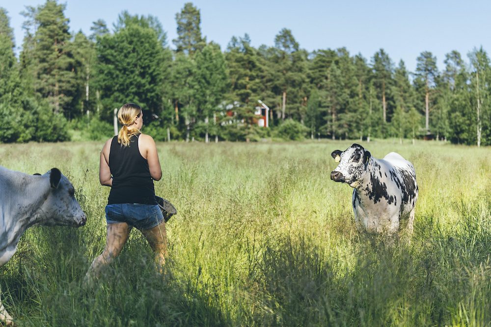 Ung kvinna tillsammans med två kor på oslagen ängs-tomt.