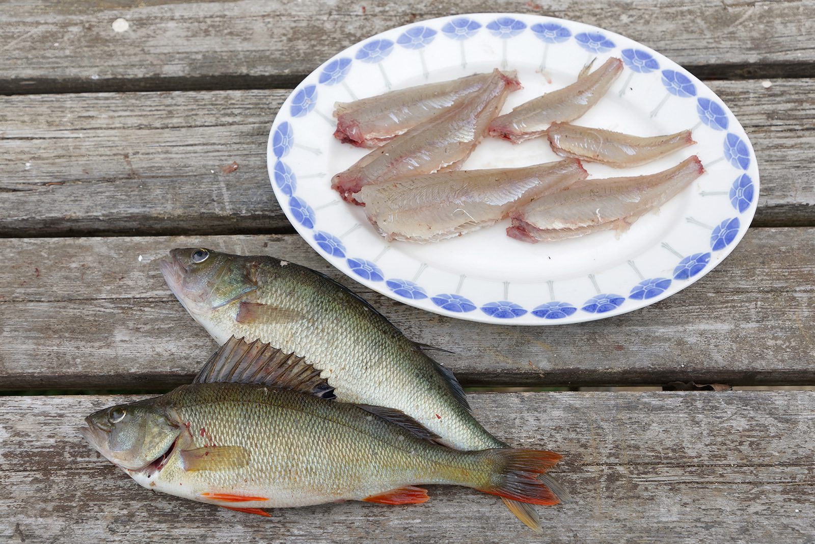 Två abborrar ligger intill en tallrik med sex fiskfiléer.