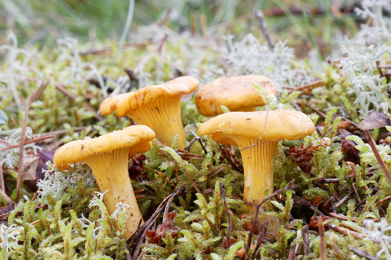 Kantareller i skogsmylla.